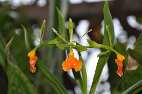 Epidendrum Pseudoepidendrum Stefano Flickr