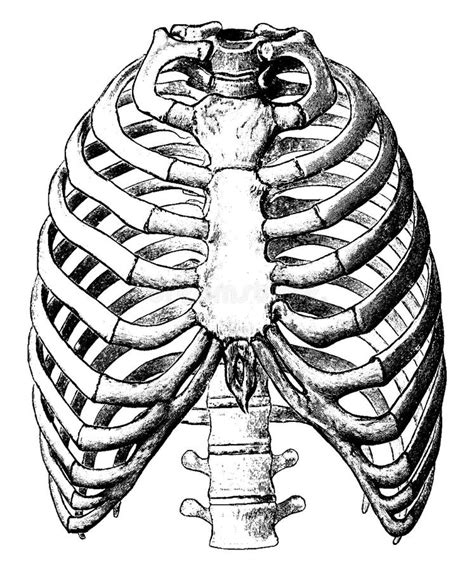 Front View Of Thorax Vintage Illustration Stock Vector Illustration