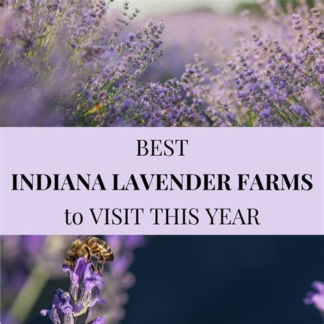 6 BEST Delaware Lavender Farms to Visit Near You - Abundantly Blessed Farm