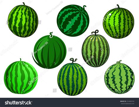 226 Watermelon Oblong Images Stock Photos 3d Objects And Vectors