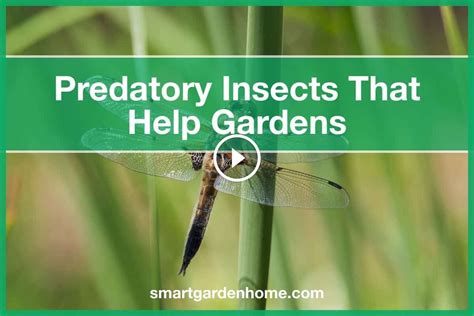 11 Best Beneficial Predatory Insects That Help Gardens Smart Garden