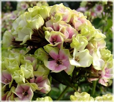 Phlox Paniculata Sherbet Blend P Omyk Wiechowaty Sherbet Blend