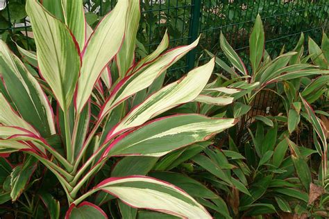 Cordyline Plant Care And Growing Guide Plantly