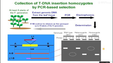 Genotyping Of Arabidopsis Mutant Lines Youtube