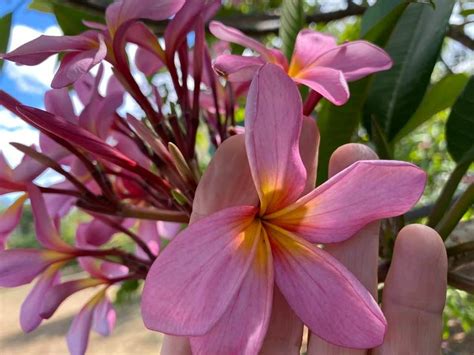Aussie Pink AKA Perth Pink, Coral Isles, Chompoo Kluai Mai, Australis ...
