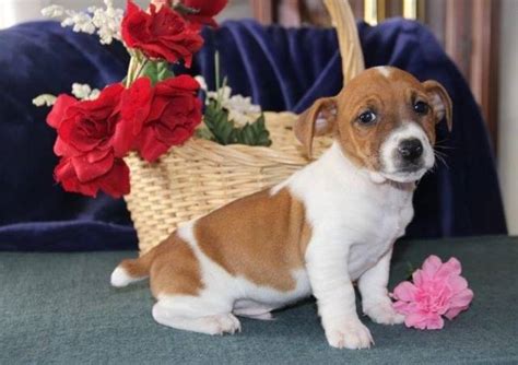 Parson Jack Russell Terrier Puppies - Salem - Animal, Pet