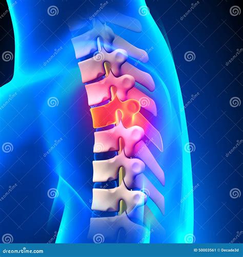 T4 Disco Anatomia Toracica Della Spina Dorsale Illustrazione Di Stock