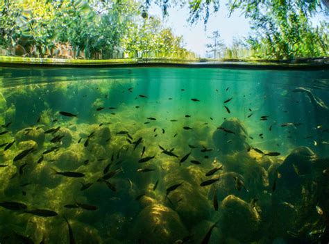 Underwater photos reveal the fragile beauty of South Africa's rivers | CNN