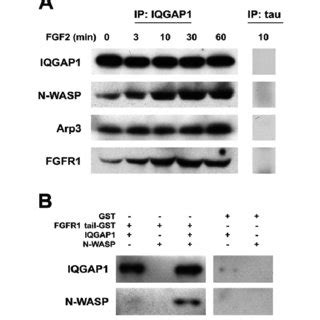 FGF2 Stimulates Recruitment Of IQGAP1 N WASP Arp2 3 Complex And FGFR1