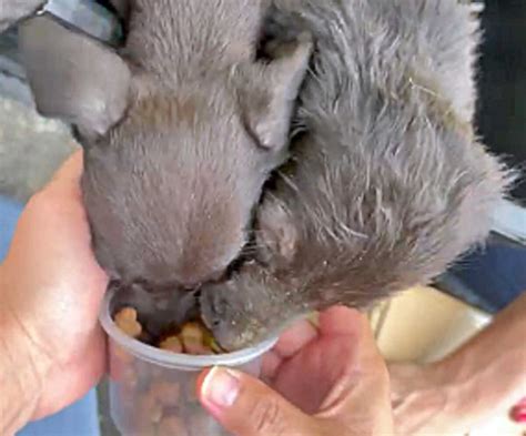 Animais Sofrem Maus Tratos E S O Resgatados No Litoral De Sp Gazeta