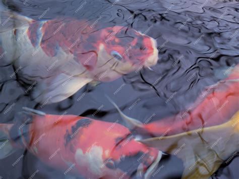 premium photo  colorful koi fish   pond  beautiful