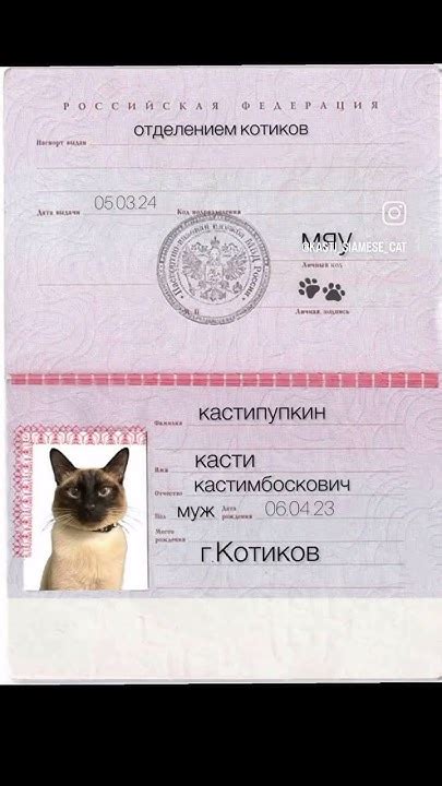 Ваш кот получил паспорт - YouTube