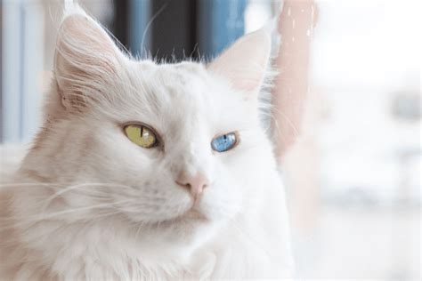 Names For Cats With Different Colored Eyes Heterochromia Hubpages