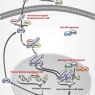 Schematic Representation Of The Signaling Pathways On Androgen Receptor