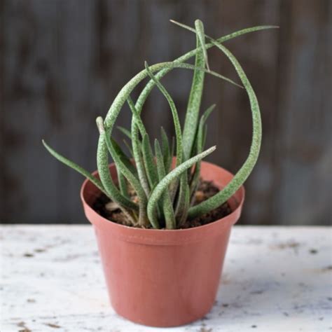 Aloe Albiflora Fatty Plants Nursery