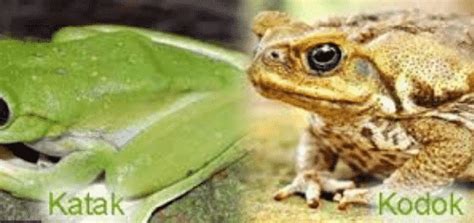 perbedaan katak  kodok beserta macam perbedaannya hackacid