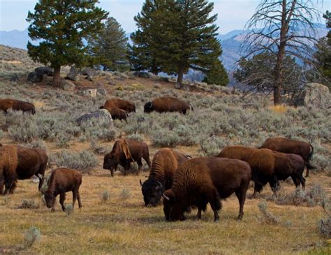 Бизон: описание, где обитает, чем питается, сколько живут