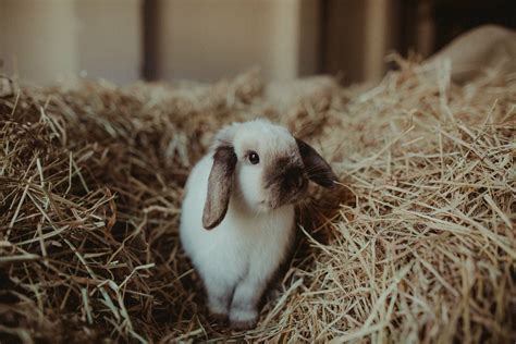 Rabbits Guinea Pigs Topflite Ltd