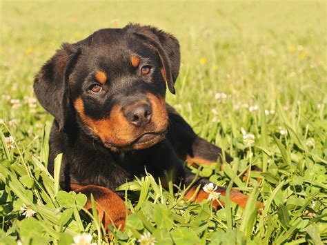 Shedding Characteristics Of The Rottweiler Managing Their Coat