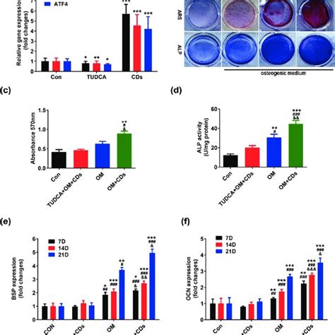 effects  cds  perk eifa atf pathway  pre osteoblasts