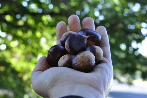 That Old Chestnut – Staying in Tune with the Forager Within – The Food Blog