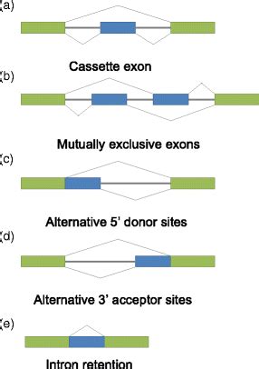 Types of alternative splicing. a Cassette exon; b Mutually exclusive ... 