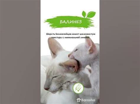 #Shorts Гипоаллергенные кошки и коты – ТОП10 антиаллергенные породы ...