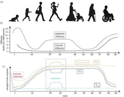 Evolution Of The Immune System In Humans From Infancy To Old Age