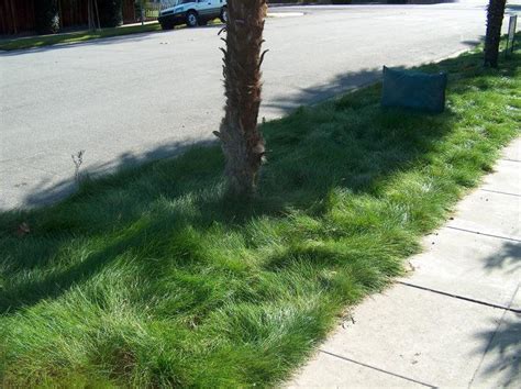 9 Of The Best Low Maintenance No Mow Grasses For Your Lawn Going Evergreen