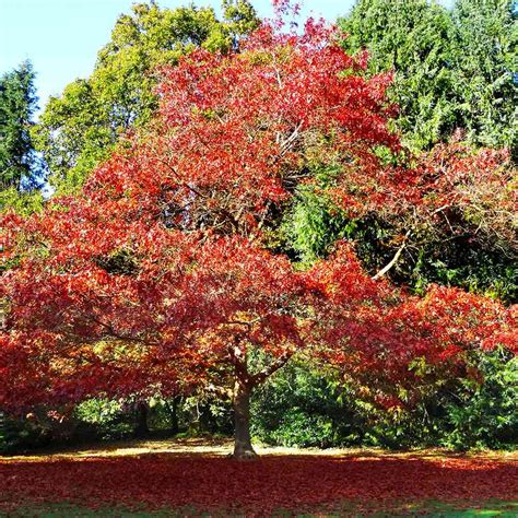 Northern Red Oak Trees for Sale | BrighterBlooms.com