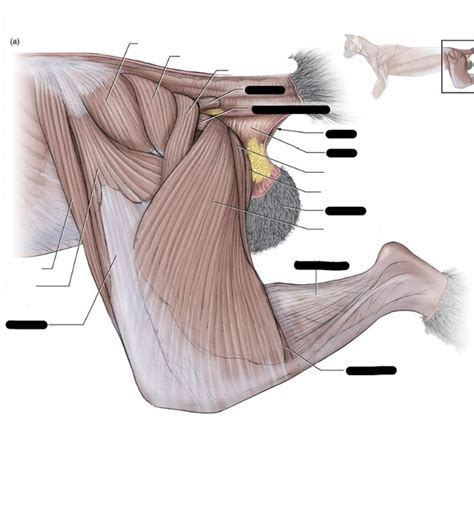 Cat Superficial Muscles Of The Left Hind Limb Diagram Quizlet