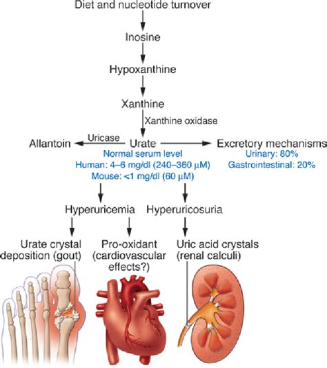 Figure 1 From Uric Acid Transport And Disease Semantic Scholar