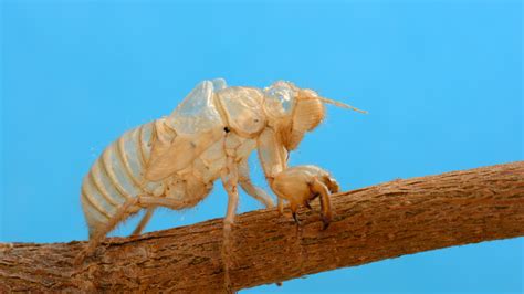 Everything You Need To Know About What Do Cicadas Eat