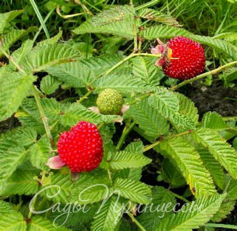 Малина Тибетская розолистная - купить саженцы в интернет-магазине ...