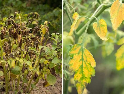 Gelbe Blätter an Tomaten Was sollten Sie tun und wie können Sie es