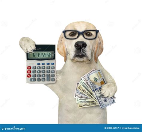 Dog Holds Dollars and Calculator Stock Image - Image of businessman ...