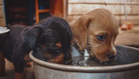 Como Enseñarle A Hacer Sus Necesidades A Un Cachorro Cómo Enseñar