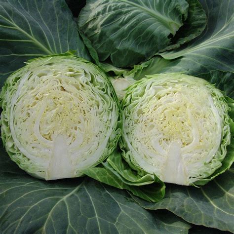 Капуста Ринда F1 Описание Сорта Фото Отзывы — Bluemorphotours.ru