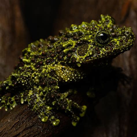 Всесвітній день жаб (2025) - DAY TODAY