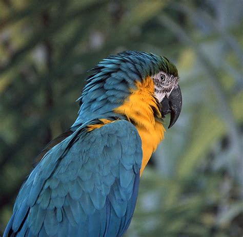 Macaw Macaws Are A Group Of New World Parrots That Are Lon Flickr