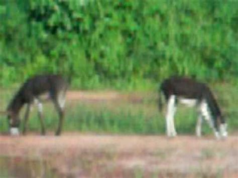 Namoro De Jumento Gay YouTube