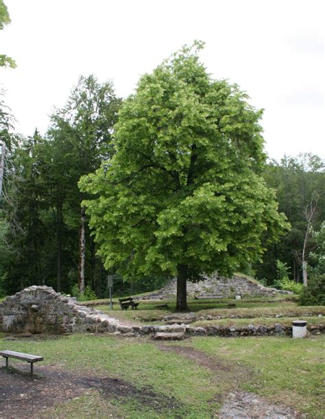 The Best Shade Trees For North Texas Progardentips