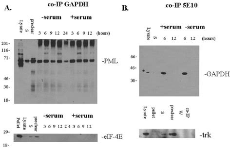 Gapdh And Pml Co Immunoprecipitate A Nih 3t3 Lysates Were