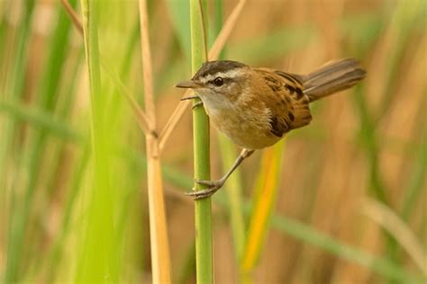 Acrocephalus Melanopogon Over Royalty Free Licensable Stock Photos