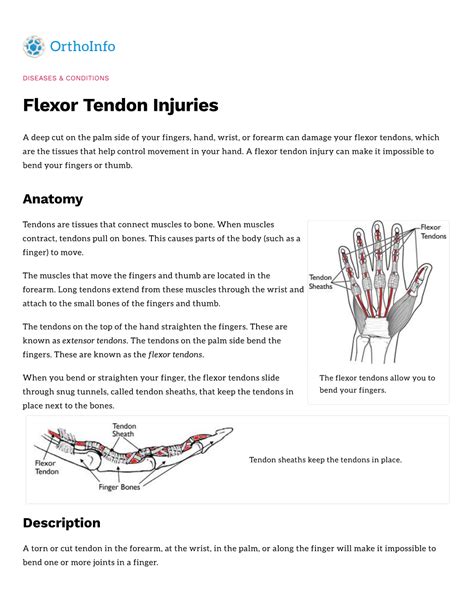 Flexor Tendon Injuries Docslib