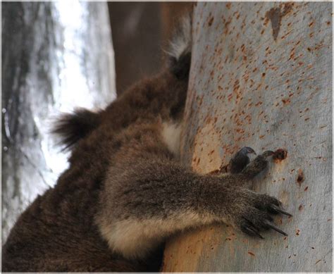 Koala Claws | Christine R