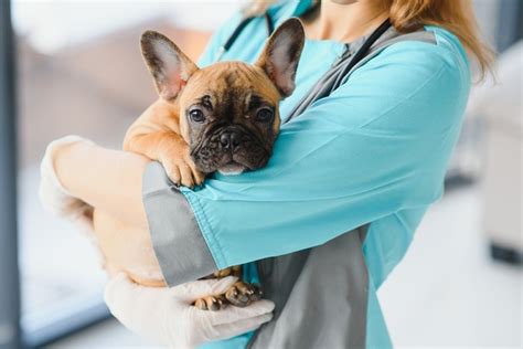 What Is the Average Cost of a Vet Visit for a Dog? (2025 Update) – Dogster