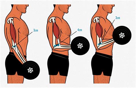 Bicep Curls Diagram