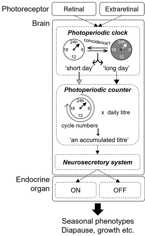 Scheme of potential physiological mechanisms underlying circadian ...