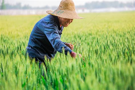 Gratis Foto Petani Membajak Senyum Bahagia Di Ladang Gandum Unduh Di